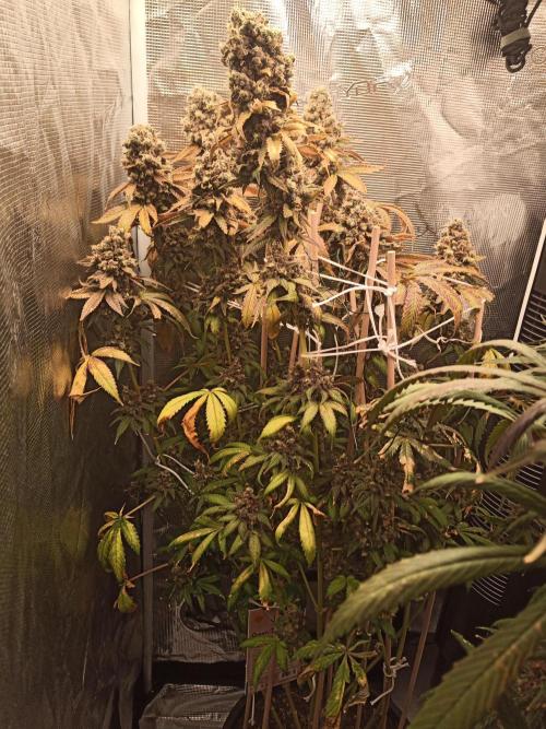 Ape origin + Diamonds river seeds +Kyoto. Week 18 - Kush mints day 3