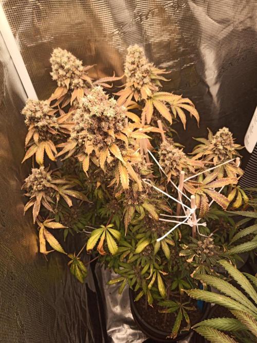 Ape origin + Diamonds river seeds +Kyoto. Week 18 - Kush mints day 3