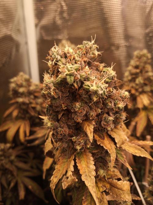 Ape origin + Diamonds river seeds +Kyoto. Week 18 - Kush mints day 3