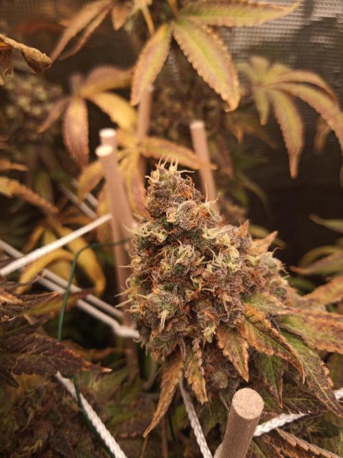 Ape origin + Diamonds river seeds +Kyoto. Week 18 - Kush mints day 3