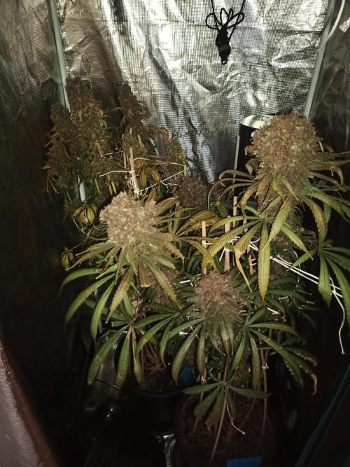 Ape origin + Diamonds river seeds +Kyoto. Week 19