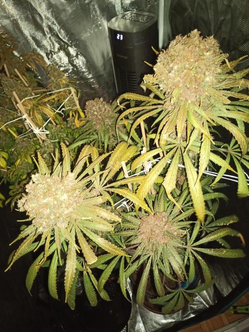 Ape origin + Diamonds river seeds +Kyoto. Week 19