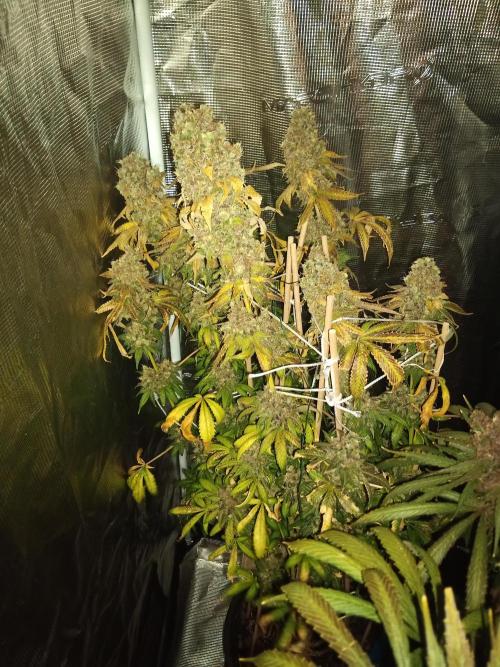 Ape origin + Diamonds river seeds +Kyoto. Week 19