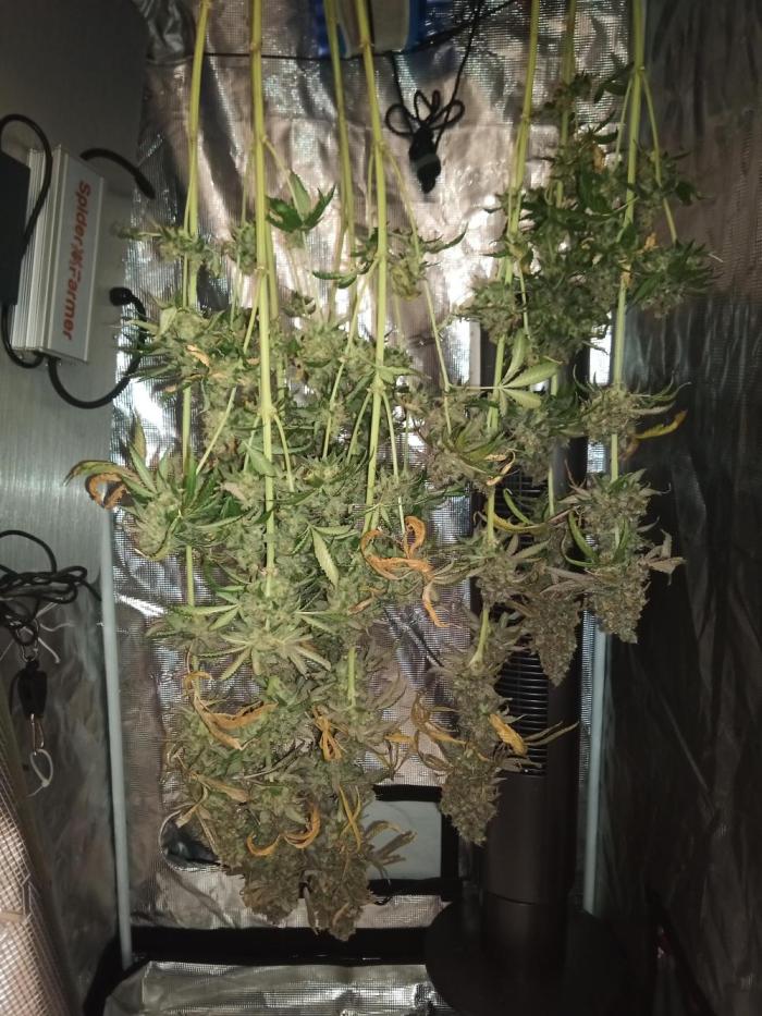 Ape origin + Diamonds river seeds +Kyoto. Week 20