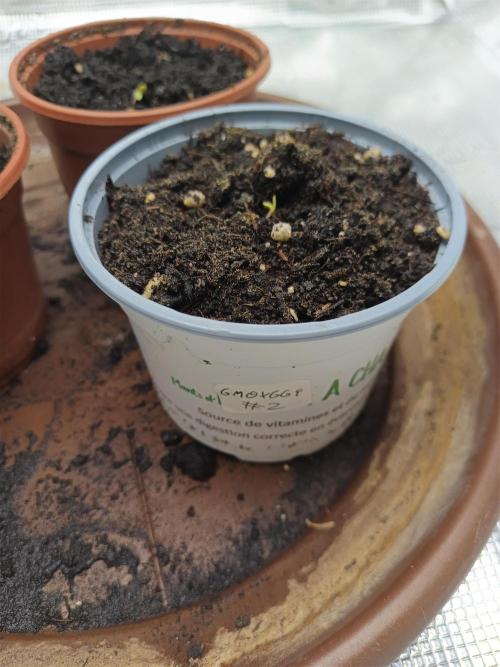 GMO x GG#4 by Blanco Genetix test 1/2. Week 0