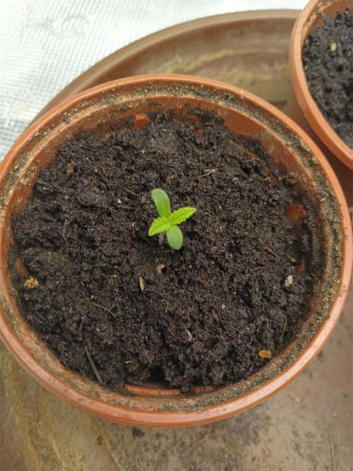 GMO x GG#4 by Blanco Genetix test 1/2. Week 1 - #1 Day 1