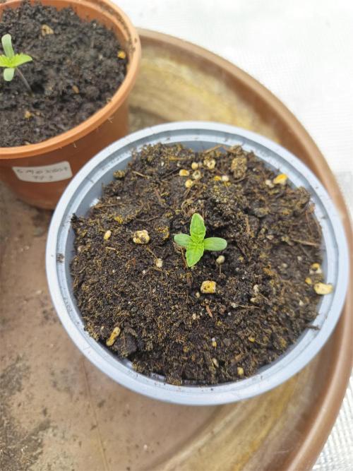 GMO x GG#4 by Blanco Genetix test 1/2. Week 1 - #2 Day 1