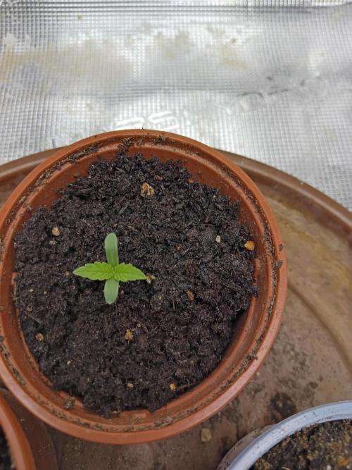 GMO x GG#4 by Blanco Genetix test 1/2. Week 1 - #3 Day 1