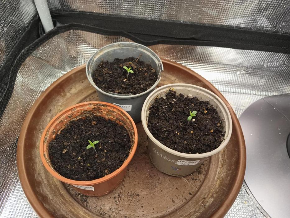 GMO x GG#4 by Blanco Genetix test 2/2. Week 0