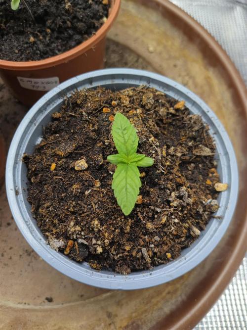 GMO x GG#4 by Blanco Genetix test 1/2. Week 1 - #2 Day 4 