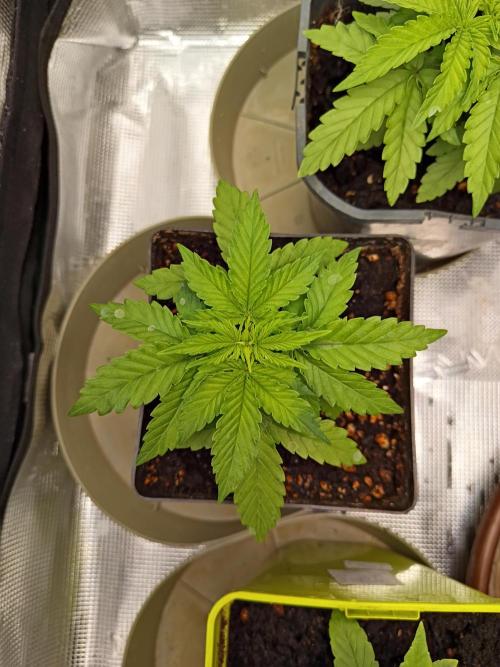 GMO x GG#4 by Blanco Genetix test 1/2. Week 4 - #2 day 2 