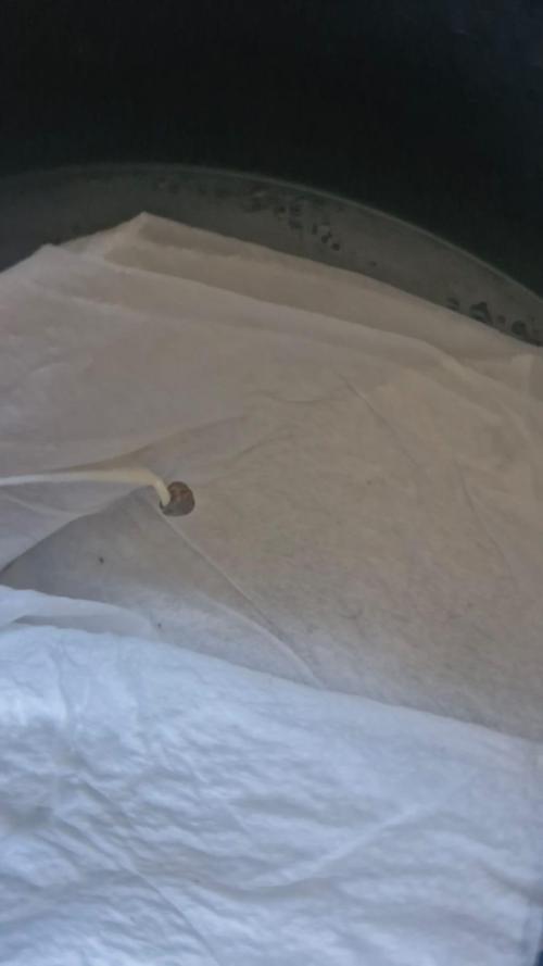 Purple Haze Auto 420 #2 Reloaded. Week 0 - Germination Day 0