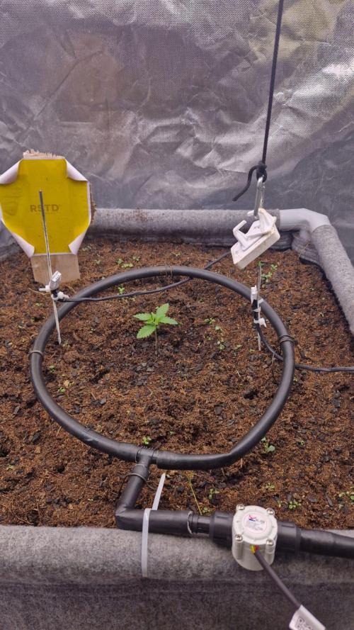 Purple Haze Auto 420 #2 Reloaded. Week 1 - Day 7