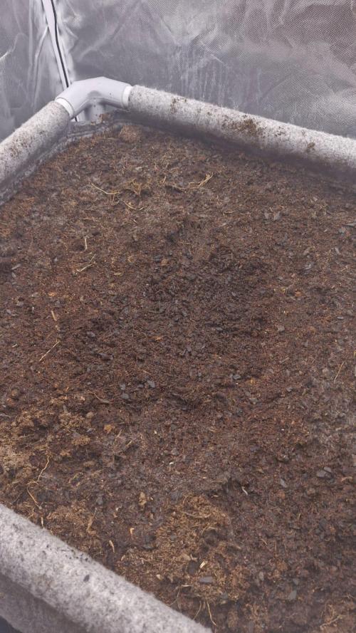 Purple Haze Auto 420 #2 Reloaded. Week 1 - Day -2