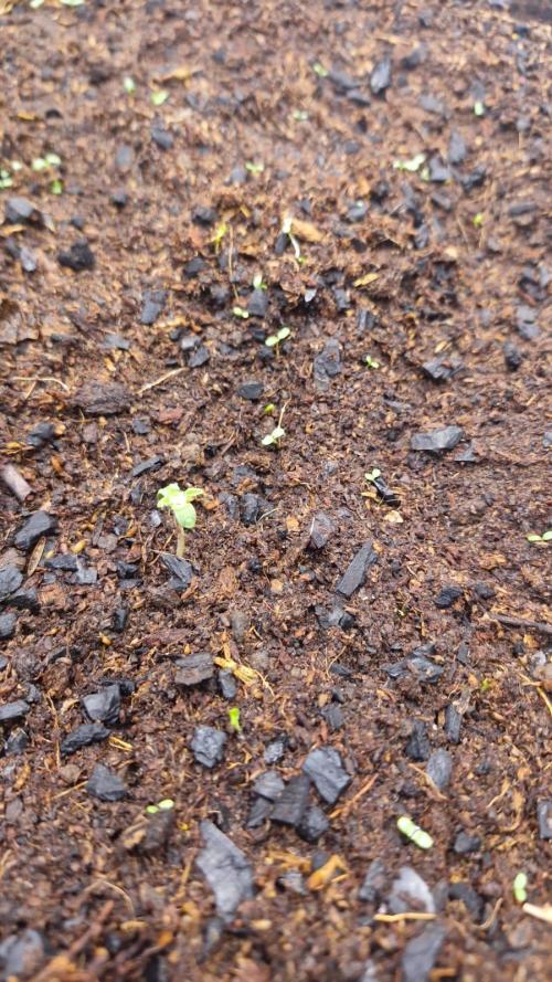 Purple Haze Auto 420 #2 Reloaded. Week 1 - Day 0