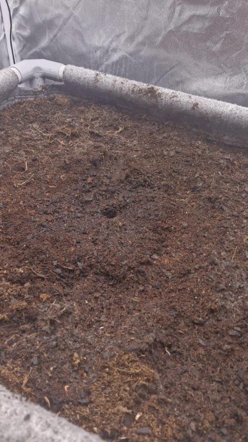 Purple Haze Auto 420 #2 Reloaded. Week 1 - Day -2