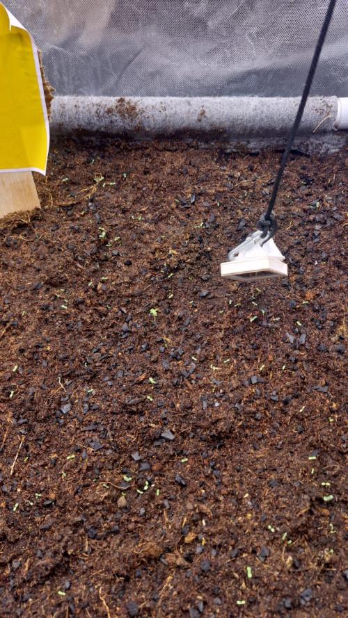 Purple Haze Auto 420 #2 Reloaded. Week 1 - Day 0