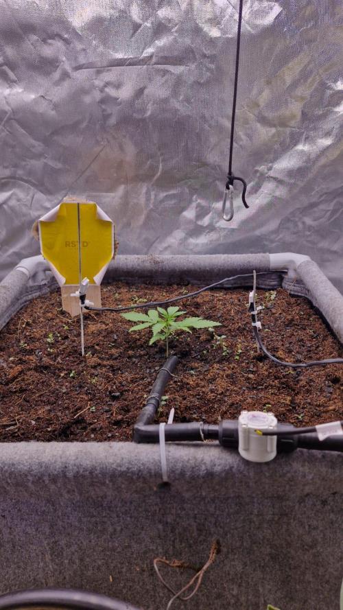 Purple Haze Auto 420, 290 G Harvest. Week 2 - Day 10