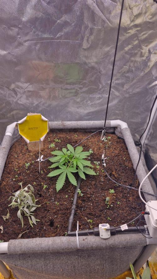 Purple Haze Auto 420, 290 G Harvest. Week 2 - Day 13