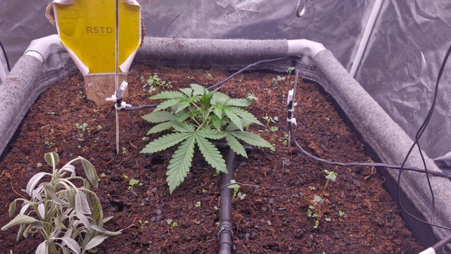 Purple Haze Auto 420, 290 G Harvest. Week 2 - Day 13