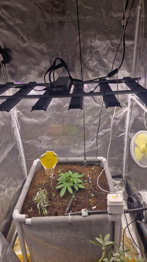 Purple Haze Auto 420, 290 G Harvest. Week 2 - Day 13