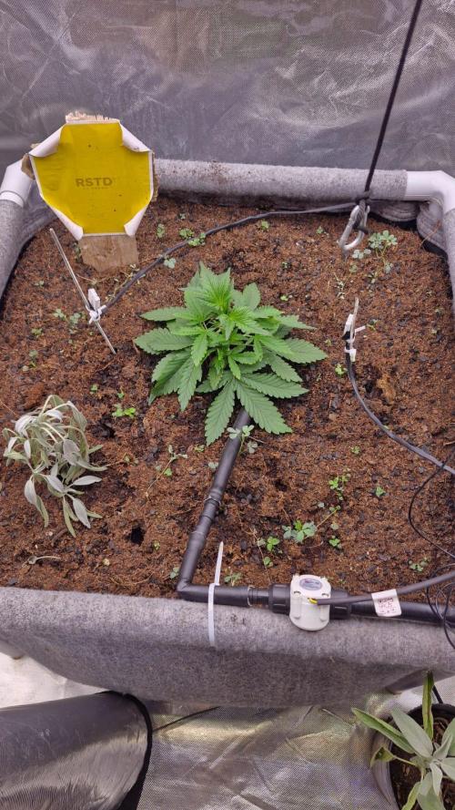Purple Haze Auto 420, 290 G Harvest. Week 2 - Day 14