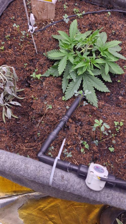 Purple Haze Auto 420, 290 G Harvest. Week 3