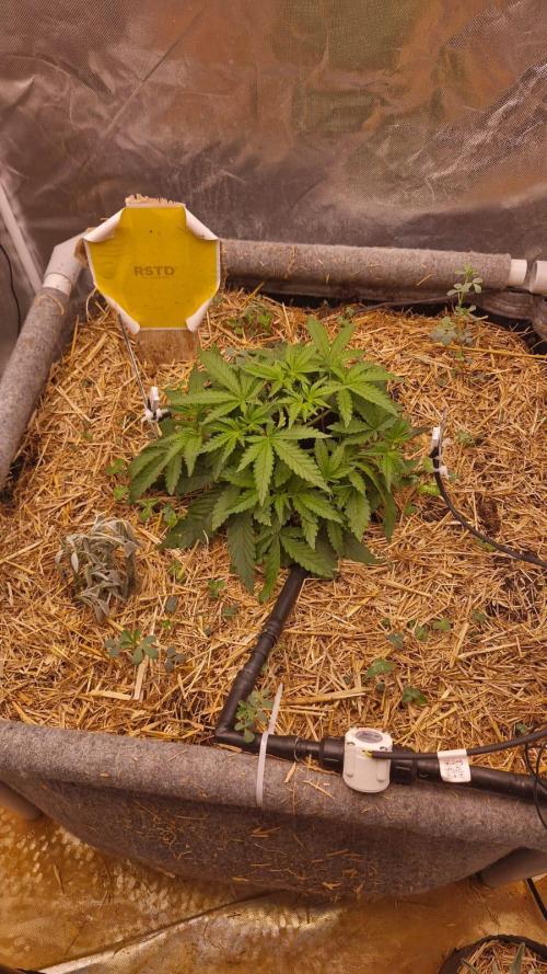 Purple Haze Auto 420, 290 G Harvest. Week 3