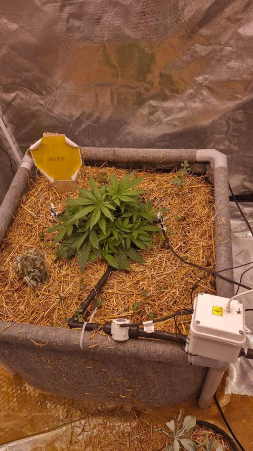 Purple Haze Auto 420, 290 G Harvest. Week 3