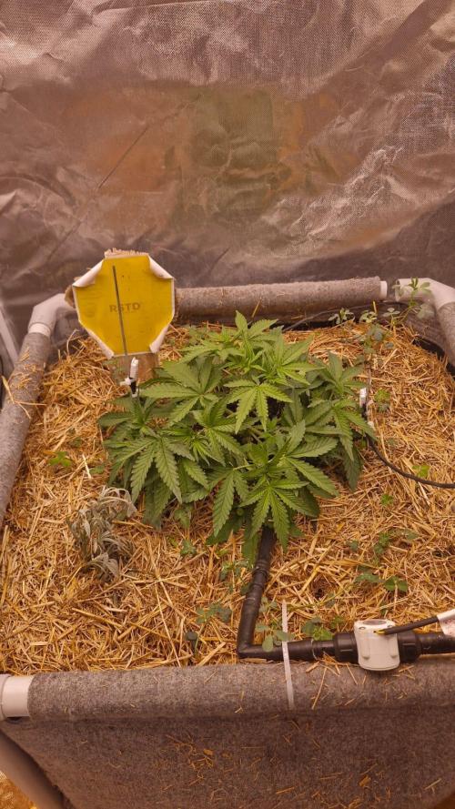 Purple Haze Auto 420, 290 G Harvest. Week 3