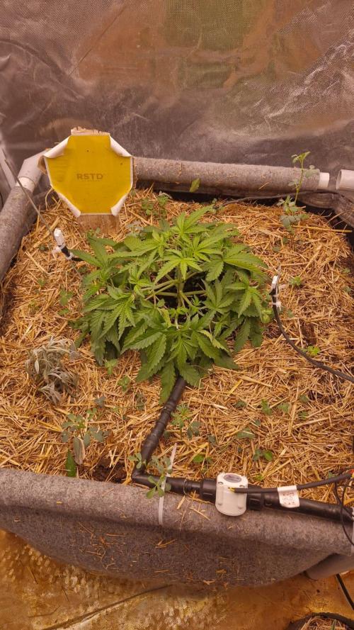 Purple Haze Auto 420, 290 G Harvest. Week 3