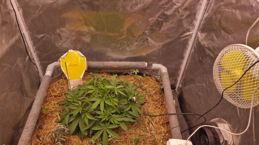 Purple Haze Auto 420, 290 G Harvest. Week 3
