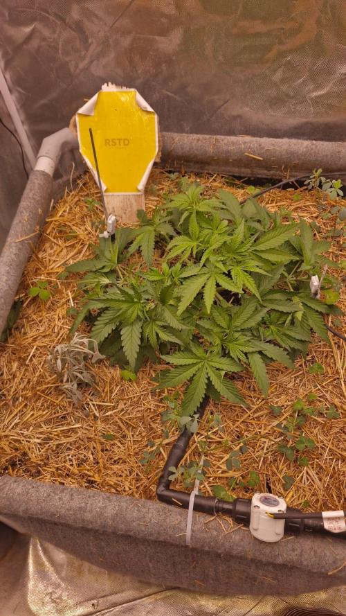 Purple Haze Auto 420, 290 G Harvest. Week 3