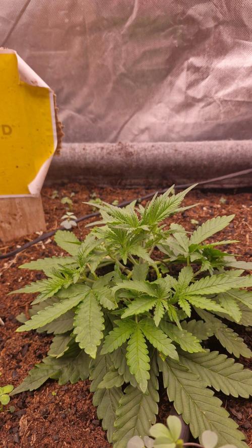 Purple Haze Auto 420, 290 G Harvest. Week 3