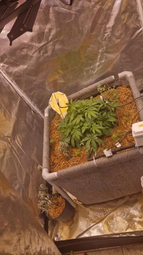 Purple Haze Auto 420, 290 G Harvest. Week 4