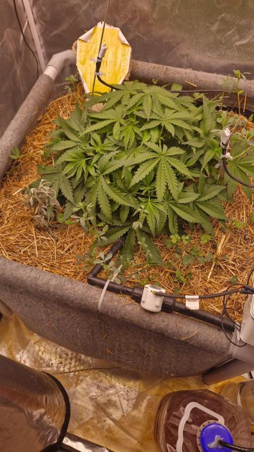 Purple Haze Auto 420, 290 G Harvest. Week 4