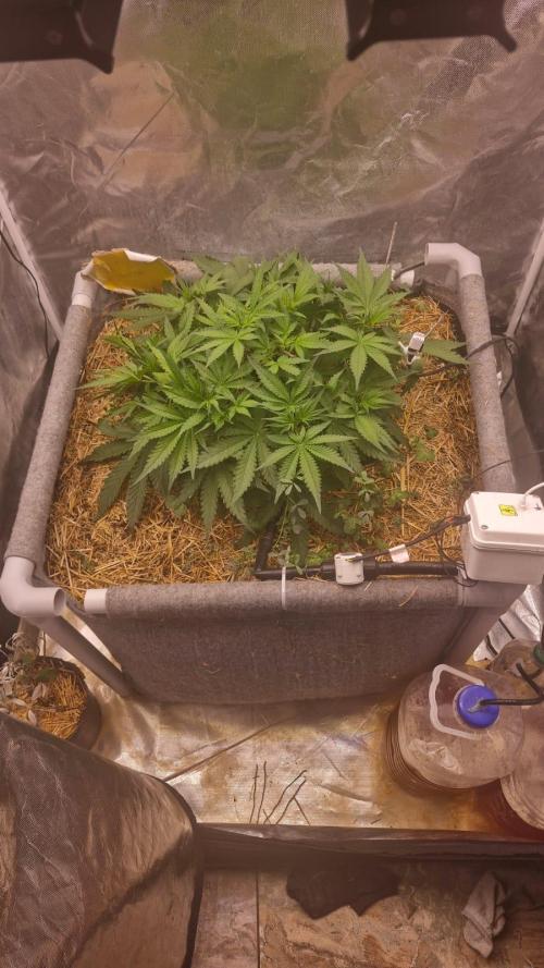 Purple Haze Auto 420, 290 G Harvest. Week 4