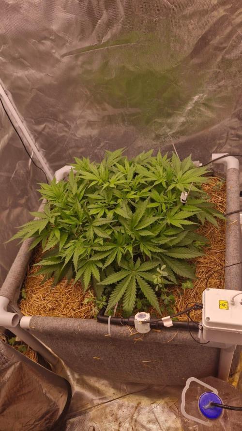 Purple Haze Auto 420, 290 G Harvest. Week 4