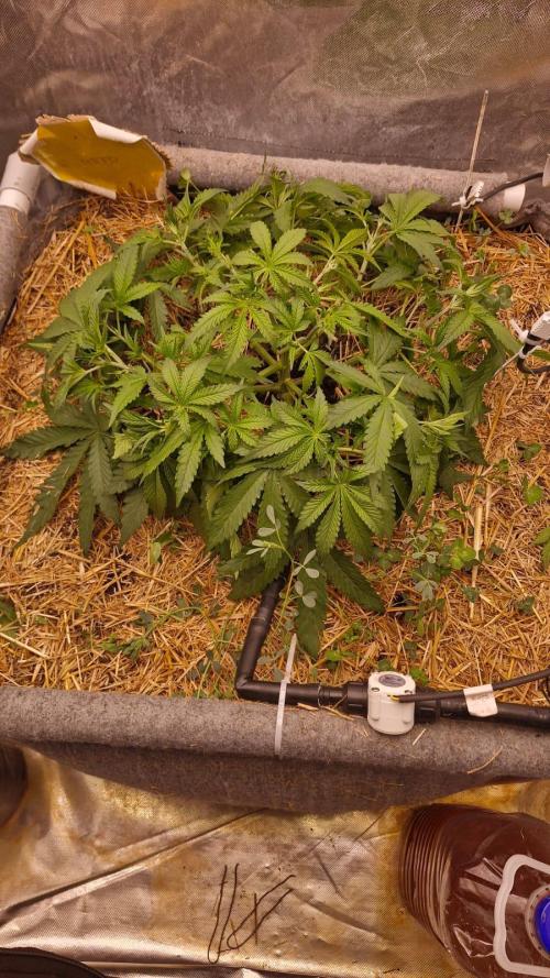 Purple Haze Auto 420, 290 G Harvest. Week 4