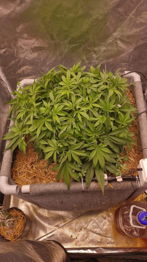 Purple Haze Auto 420, 290 G Harvest. Week 4