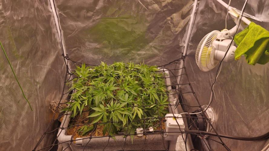 Purple Haze Auto 420, 290 G Harvest. Week 5