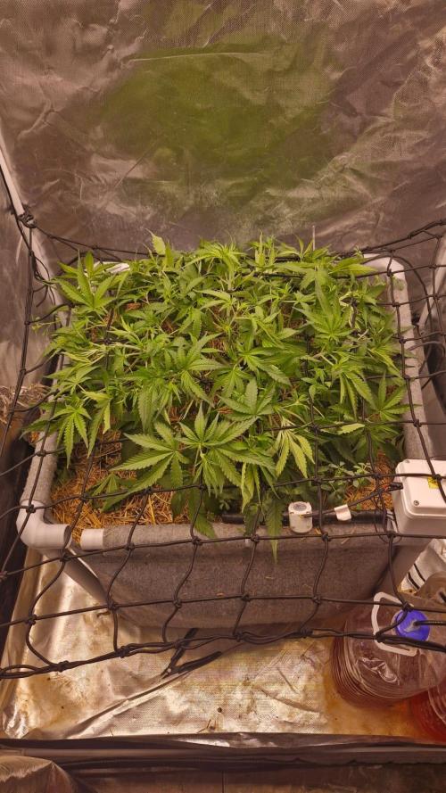 Purple Haze Auto 420, 290 G Harvest. Week 5