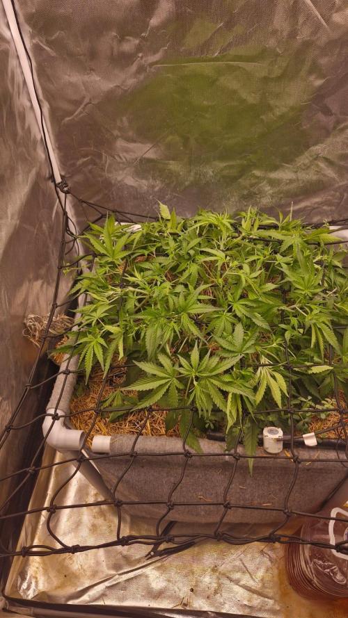 Purple Haze Auto 420, 290 G Harvest. Week 5