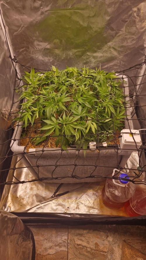 Purple Haze Auto 420, 290 G Harvest. Week 5