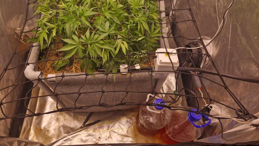 Purple Haze Auto 420, 290 G Harvest. Week 5