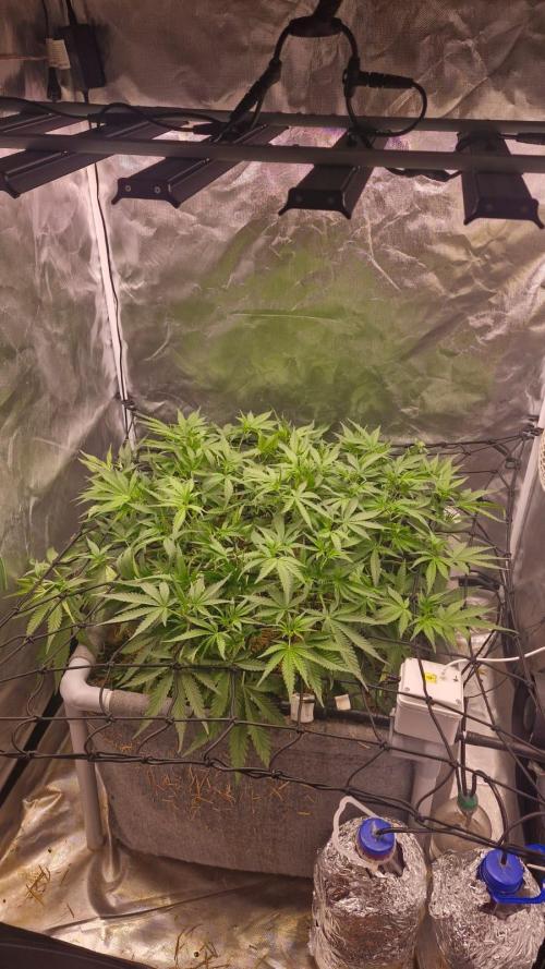 Purple Haze Auto 420, 290 G Harvest. Week 5