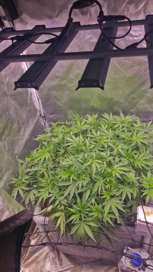 Purple Haze Auto 420, 290 G Harvest. Week 5