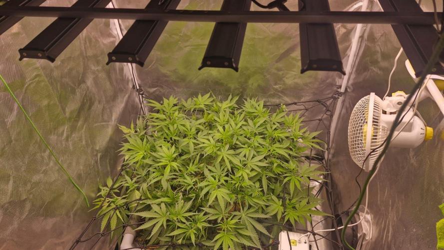 Purple Haze Auto 420, 290 G Harvest. Week 5