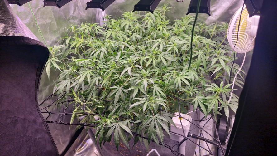 Purple Haze Auto 420, 290 G Harvest. Week 6