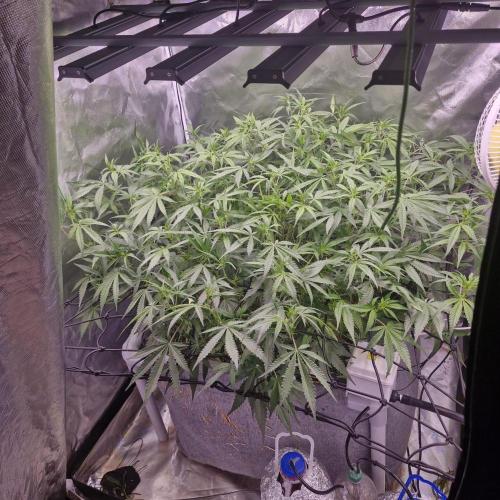 Purple Haze Auto 420, 290 G Harvest. Week 6